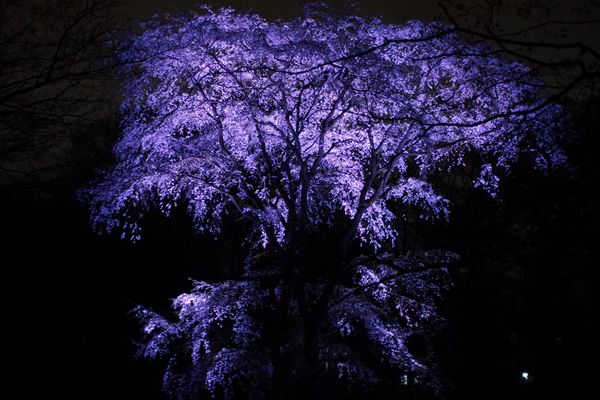 六義園の桜